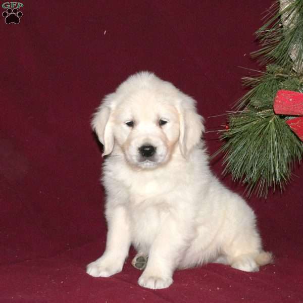 Frosty, English Cream Golden Retriever Puppy