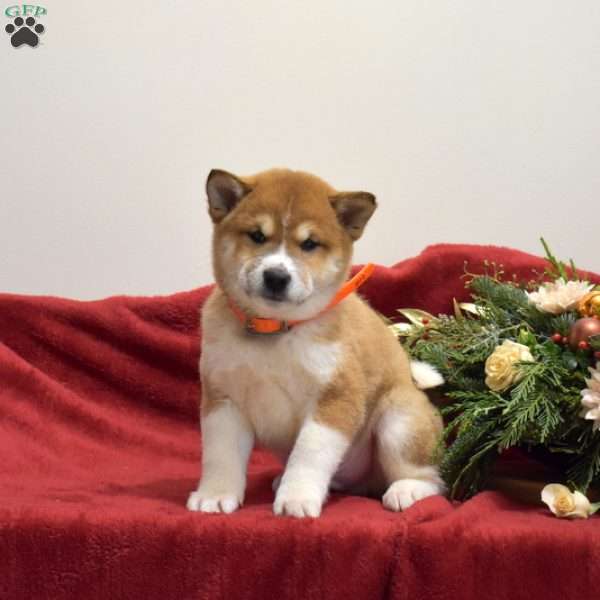 Frosty, Shiba Inu Puppy