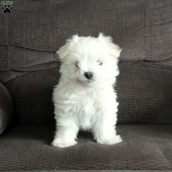 Frosty, Maltese Puppy