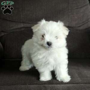 Frosty, Maltese Puppy