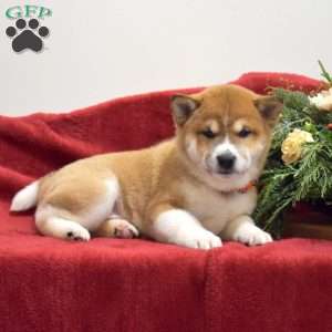 Frosty, Shiba Inu Puppy