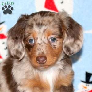 Frosty-Miniature, Dachshund Puppy