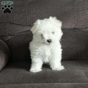 Frosty, Maltese Puppy