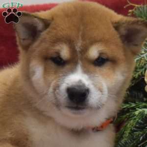 Frosty, Shiba Inu Puppy