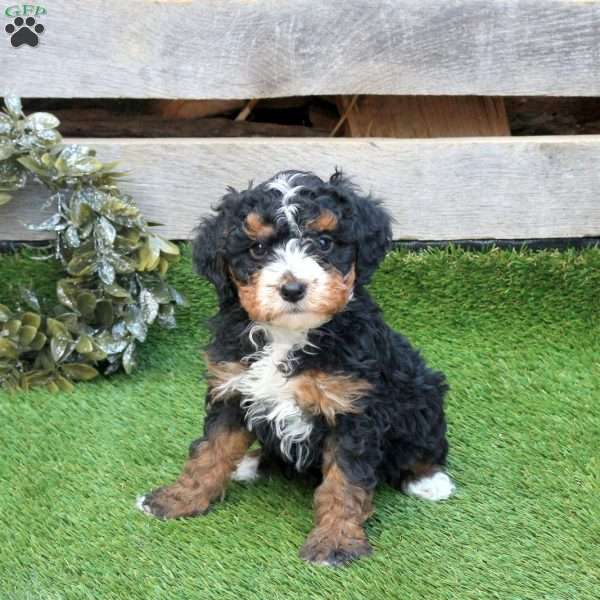 Fruitcake, Mini Bernedoodle Puppy