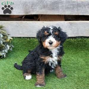 Fruitcake, Mini Bernedoodle Puppy