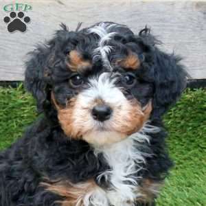 Fruitcake, Mini Bernedoodle Puppy