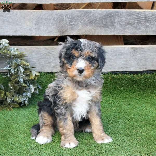 Fudge, Mini Bernedoodle Puppy