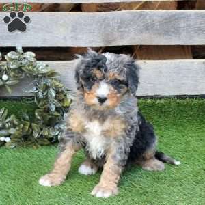 Fudge, Mini Bernedoodle Puppy