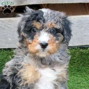 Fudge, Mini Bernedoodle Puppy