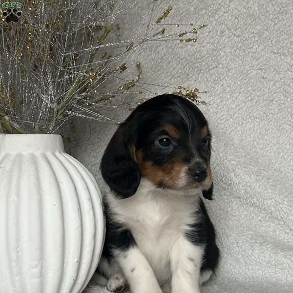 Charlie, Poogle Puppy