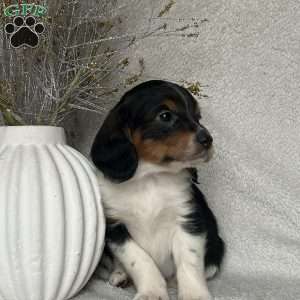 Charlie, Poogle Puppy