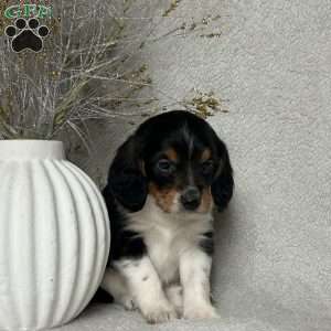 Charlie, Poogle Puppy