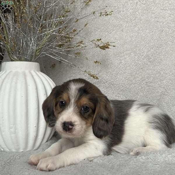 Hunter, Poogle Puppy