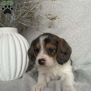 Hunter, Poogle Puppy