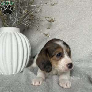 Hunter, Poogle Puppy