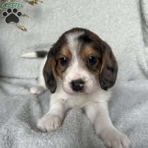 Hunter, Poogle Puppy