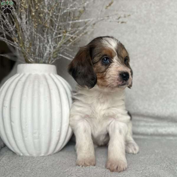 Cookie, Poogle Puppy