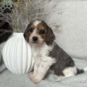 Cookie, Poogle Puppy