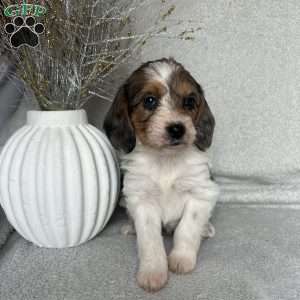 Cookie, Poogle Puppy