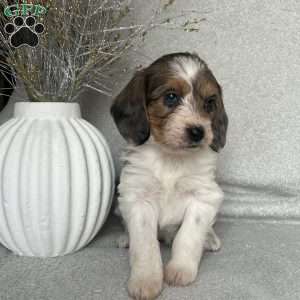 Cookie, Poogle Puppy