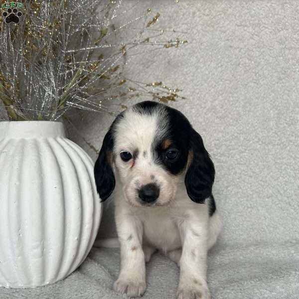 Sweetie, Poogle Puppy