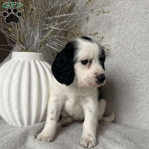 Sweetie, Poogle Puppy