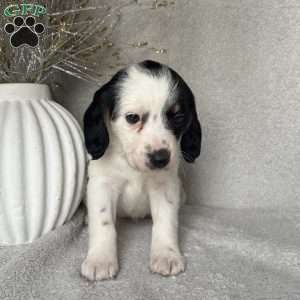 Sweetie, Poogle Puppy