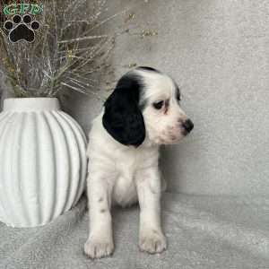 Sweetie, Poogle Puppy