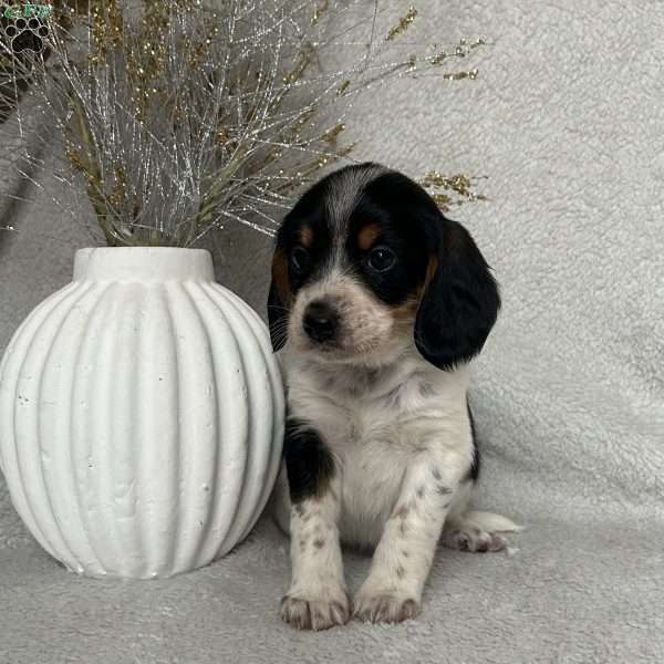 Bailey, Poogle Puppy