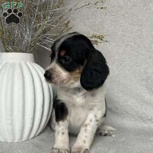 Bailey, Poogle Puppy