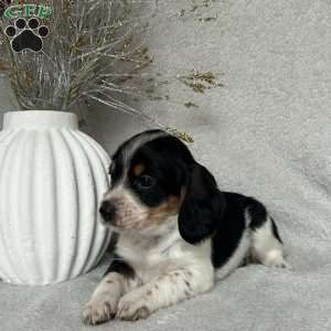 Bailey, Poogle Puppy