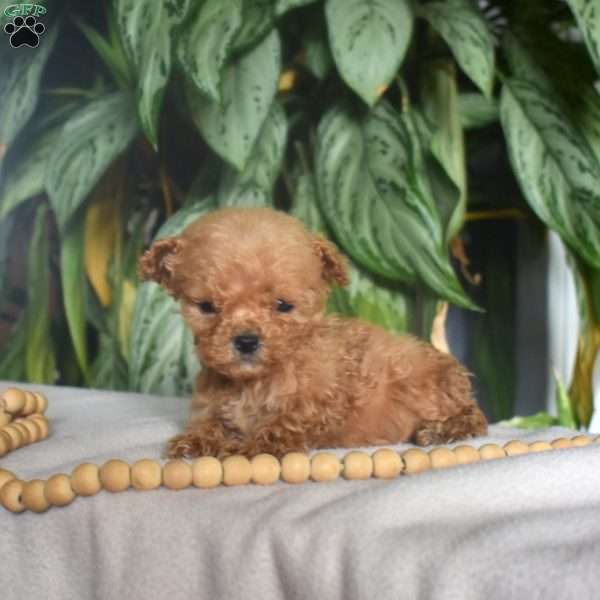 Gabby, Mini Goldendoodle Puppy