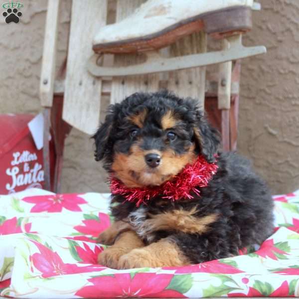 Gabby, Mini Aussiedoodle Puppy
