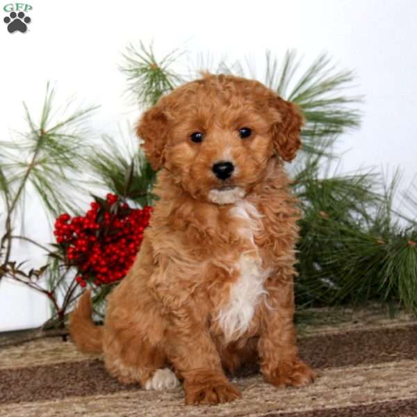 Gabby, Mini Goldendoodle Puppy