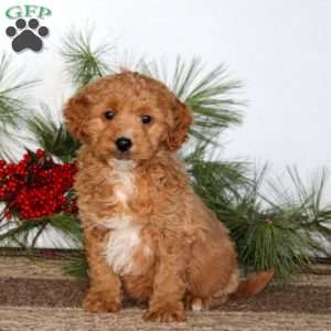 Gabby, Mini Goldendoodle Puppy