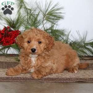 Gabby, Mini Goldendoodle Puppy