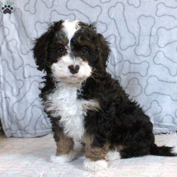 Gabe, Mini Bernedoodle Puppy