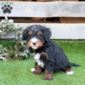 Gabe, Mini Bernedoodle Puppy