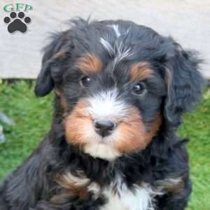 Gabe, Mini Bernedoodle Puppy