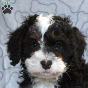 Gabe, Mini Bernedoodle Puppy