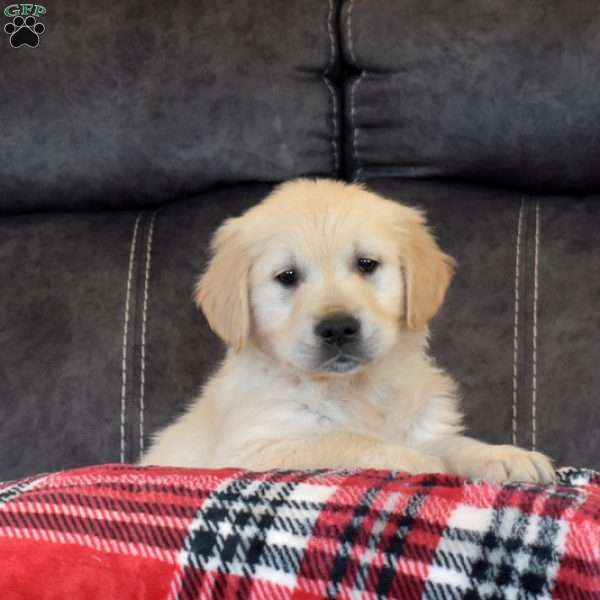 Gabriel, English Cream Golden Retriever Puppy