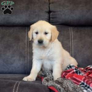 Gabriel, English Cream Golden Retriever Puppy