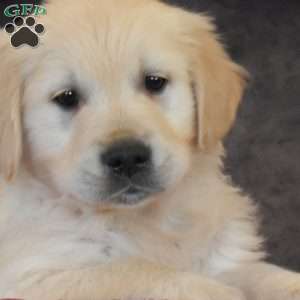Gabriel, English Cream Golden Retriever Puppy