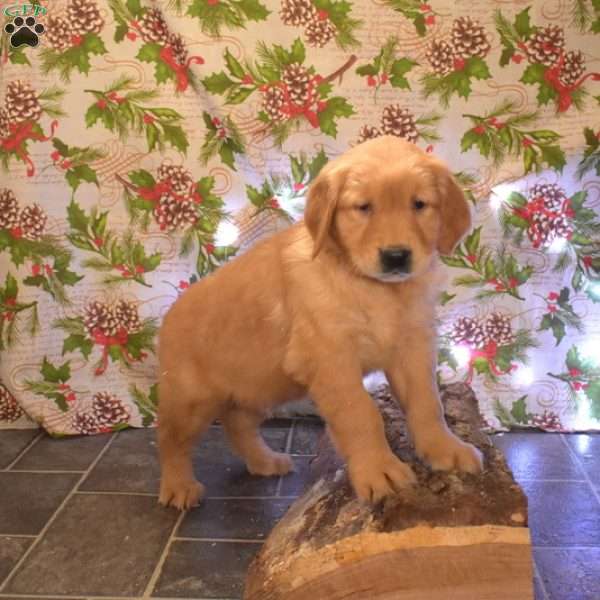 Gadget, Golden Retriever Puppy