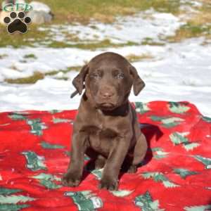 Gadget, Labradoodle Puppy