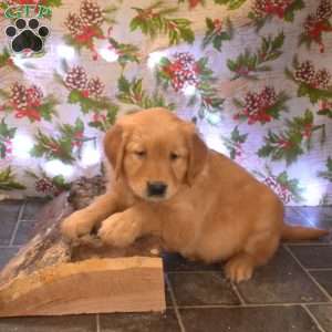 Gadget, Golden Retriever Puppy