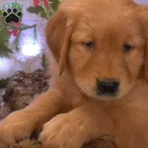 Gadget, Golden Retriever Puppy