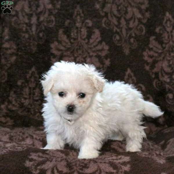 Gail, Bichon Frise Puppy