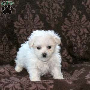 Gail, Bichon Frise Puppy